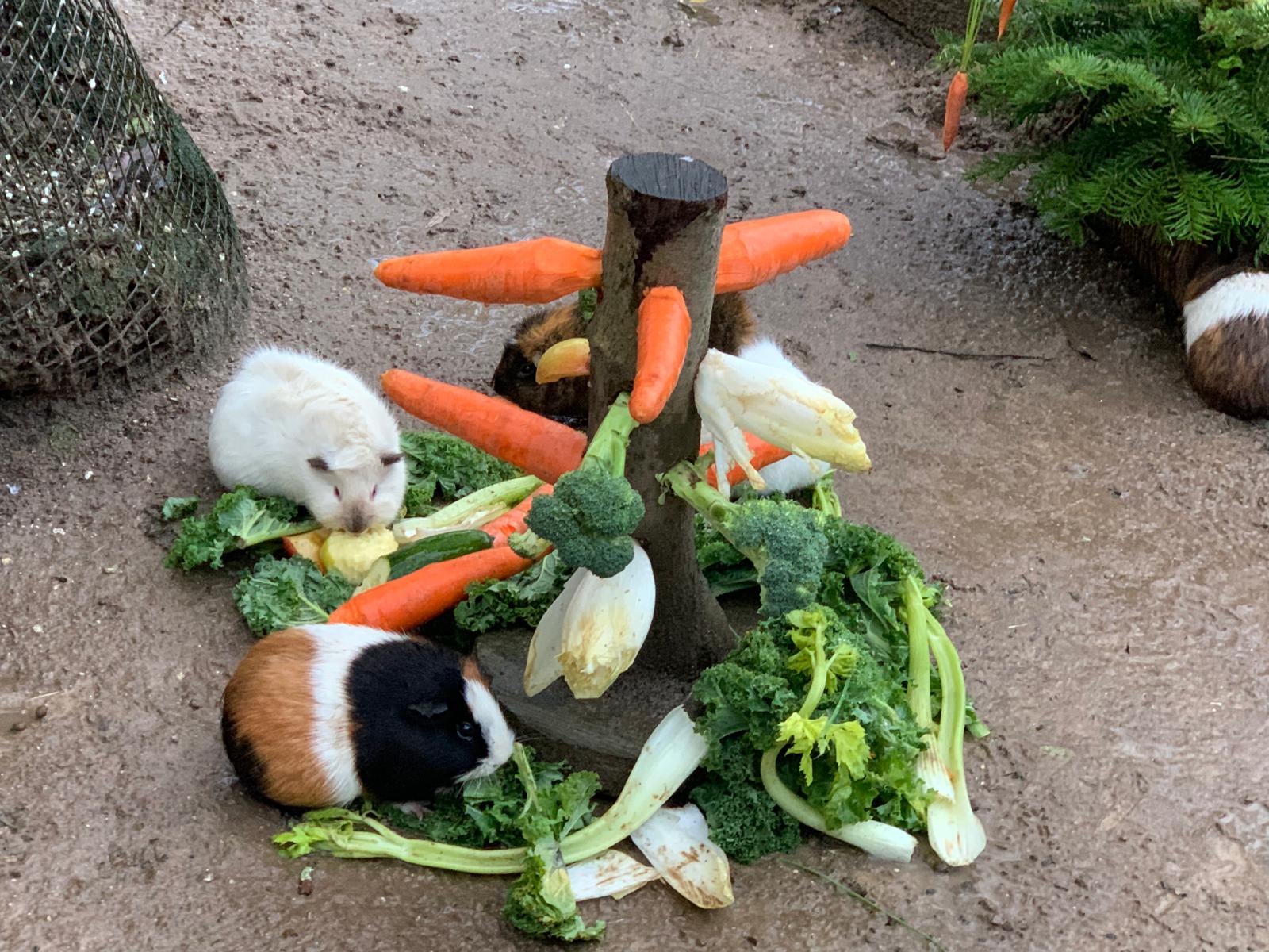 Tierisches Geburtstagsprogramm im Leintalzoo
